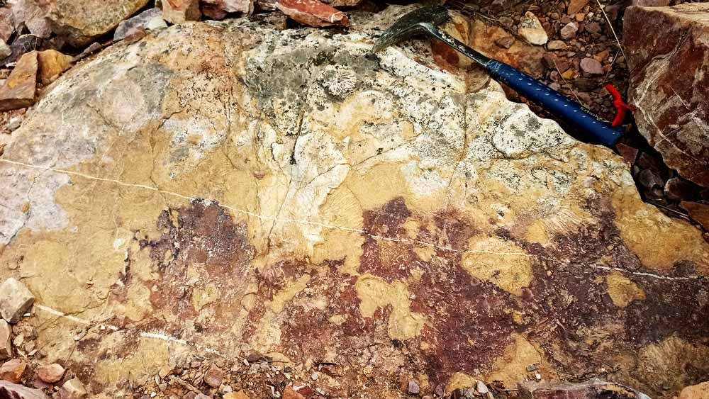 Investigadores de las universidades de Jaén, Complutense de Madrid y de León han publicado un artículo en la revista Historical Biology