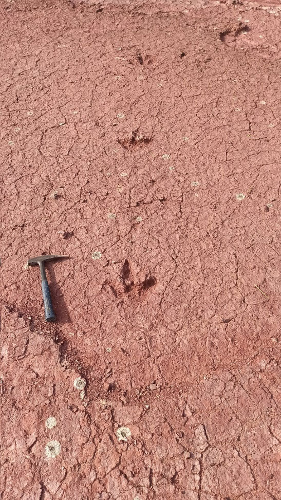 Investigadores de las universidades de Jaén y Granada estudian huellas de dinosaurios en el Alto Atlas de Marruecos