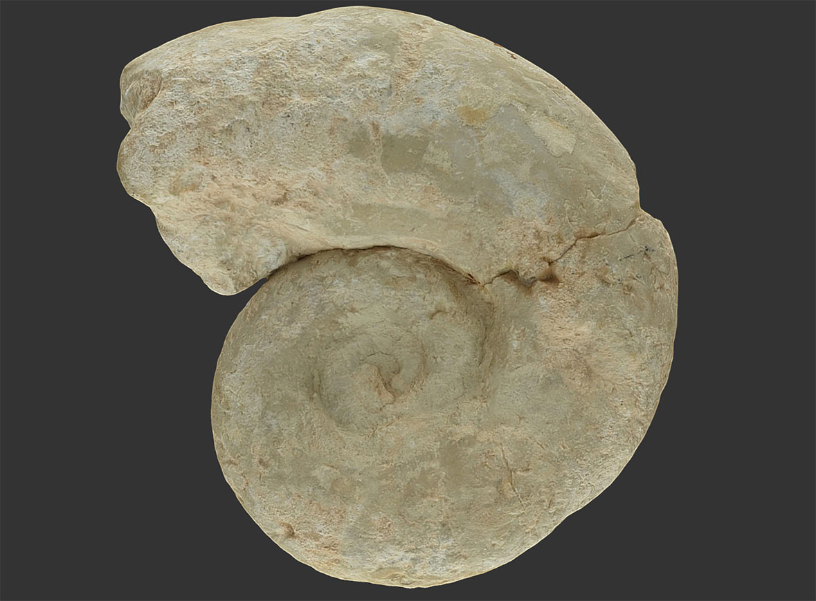 Ammonites Lytoceras