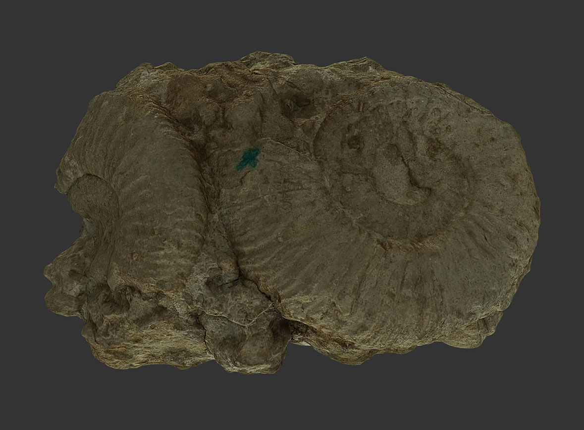 Ammonites Dichotomoceras