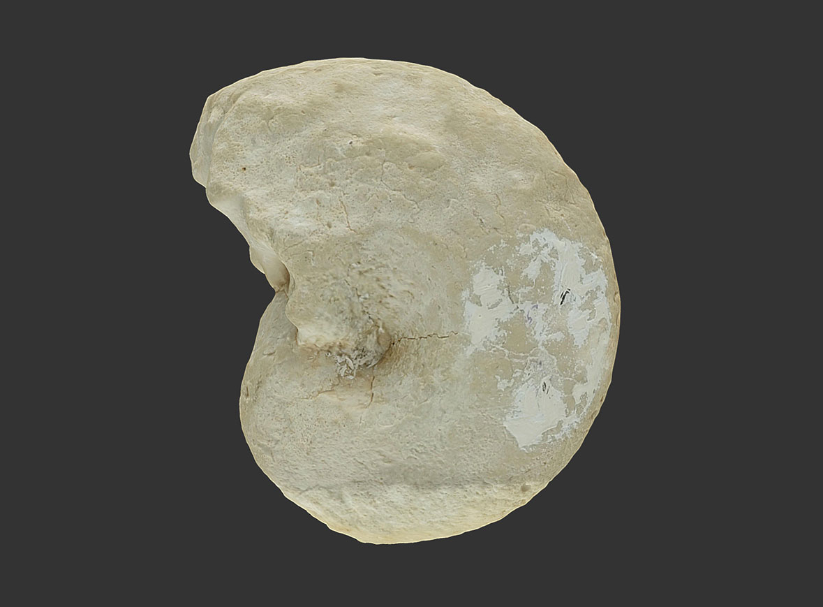 Ammonites Phylloceras