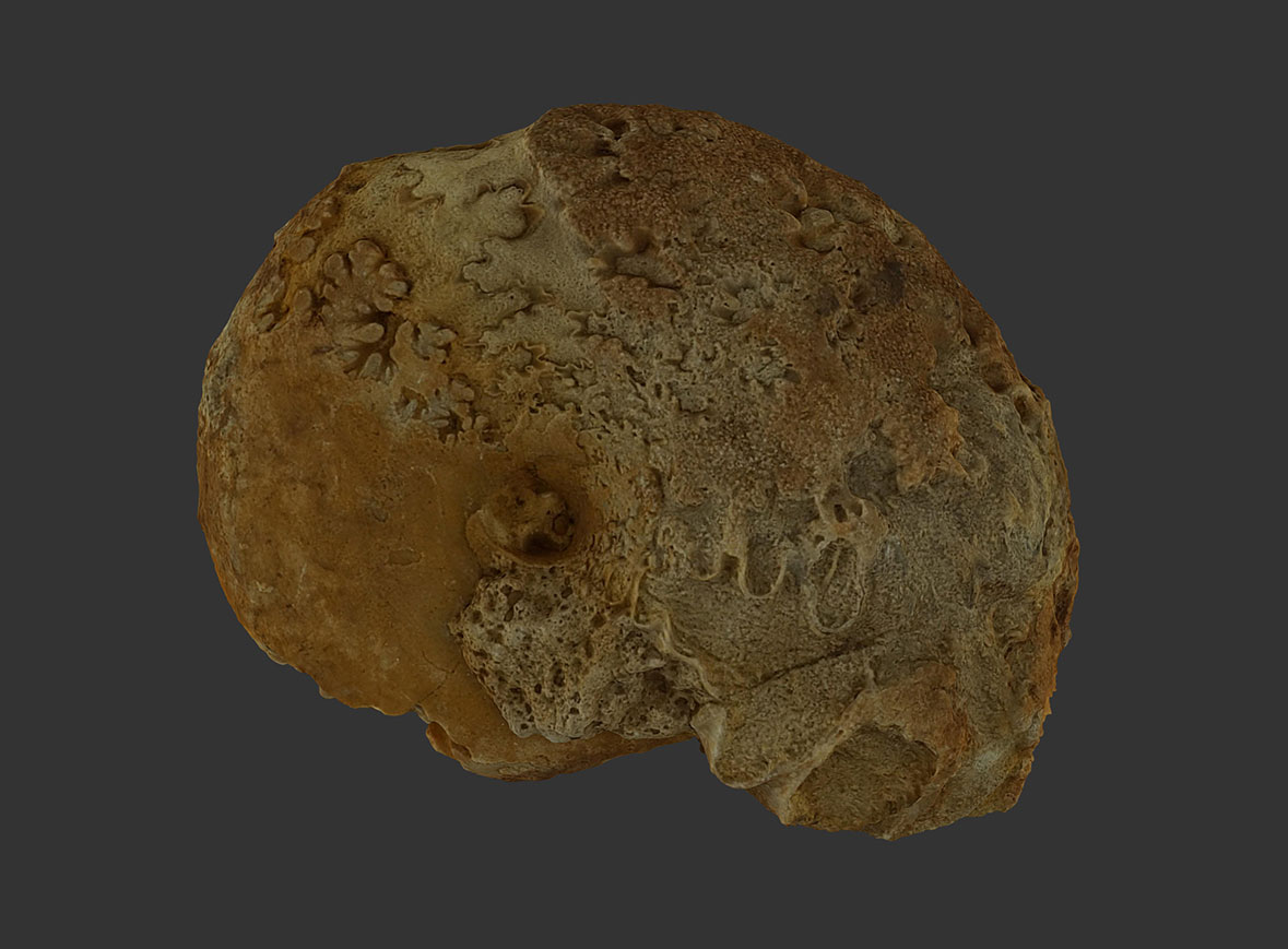 Ammonites Phylloceras