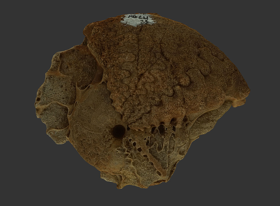 Ammonites Phylloceras