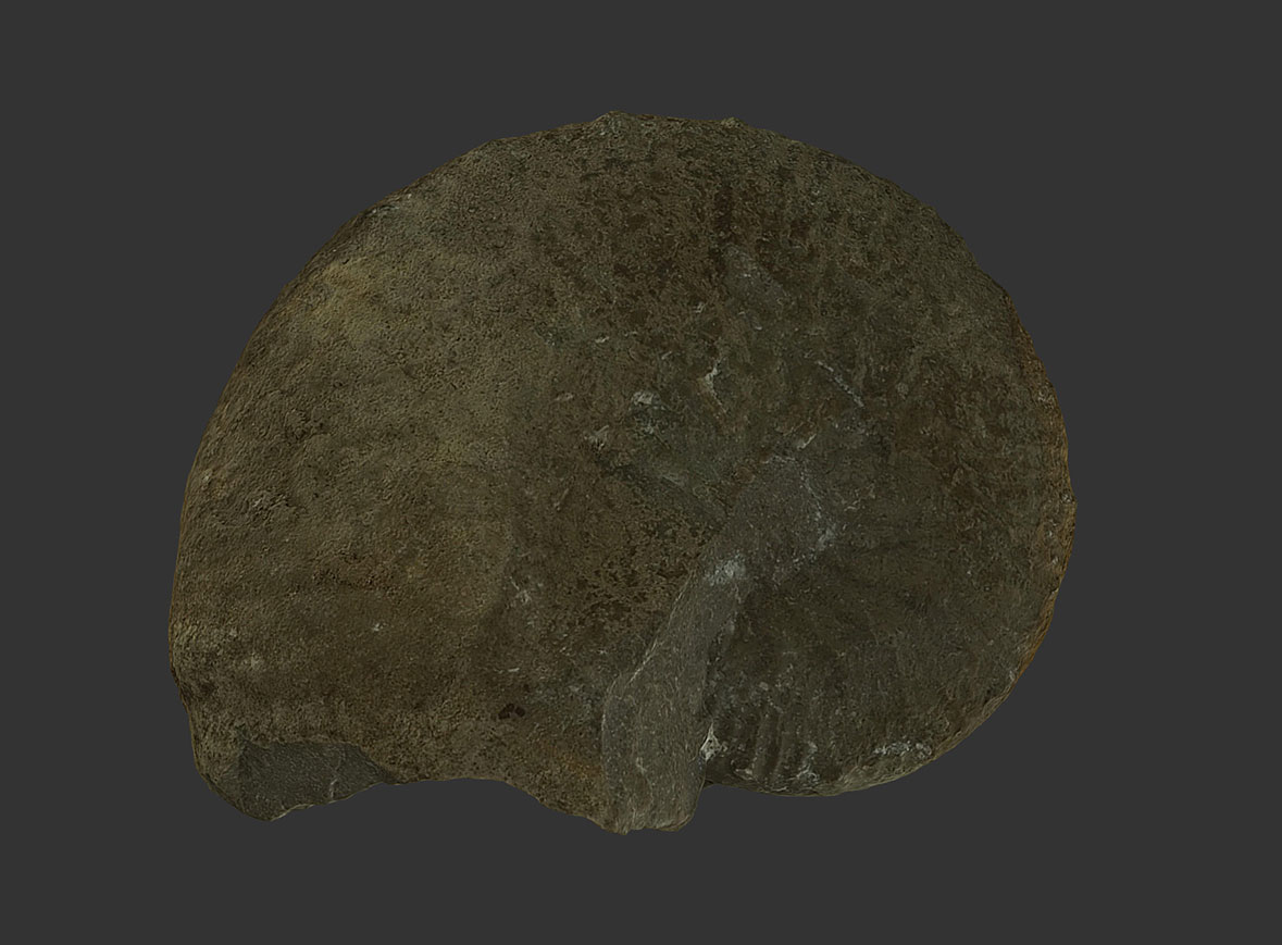 Ammonites Taramelliceras