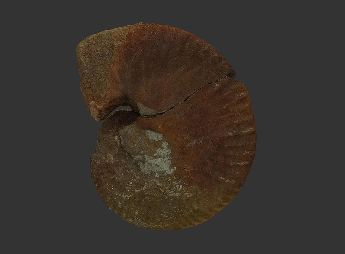 Ammonites Taramelliceras