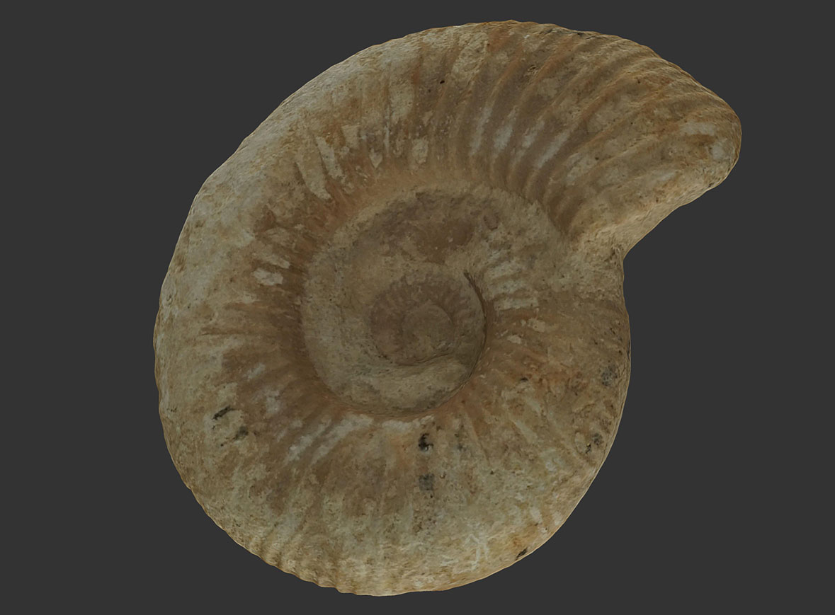 Ammonites Garantiana