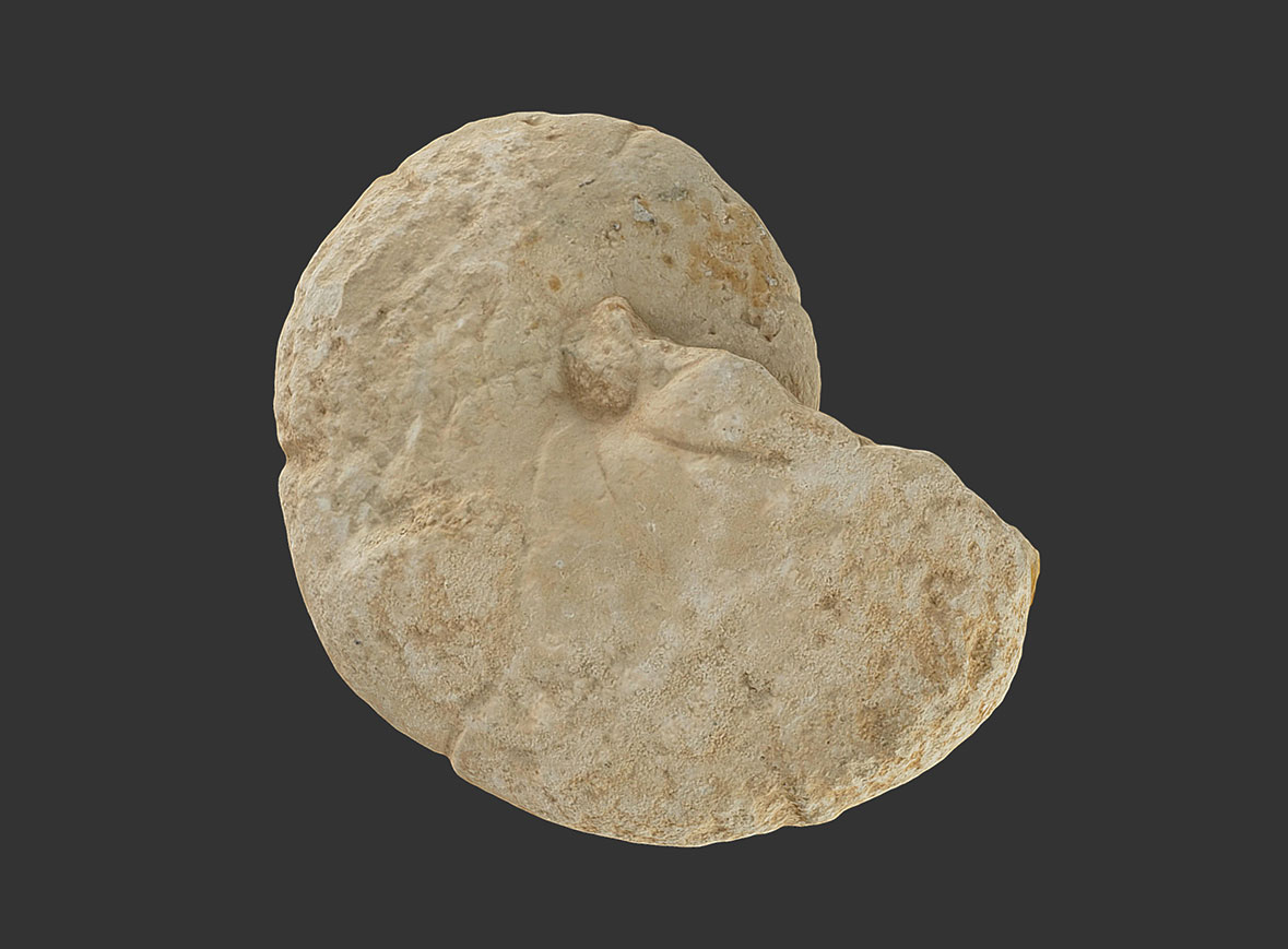 Ammonites Holcophylloceras