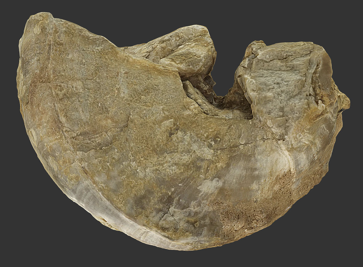 Bivalvo Pseudotoucasia