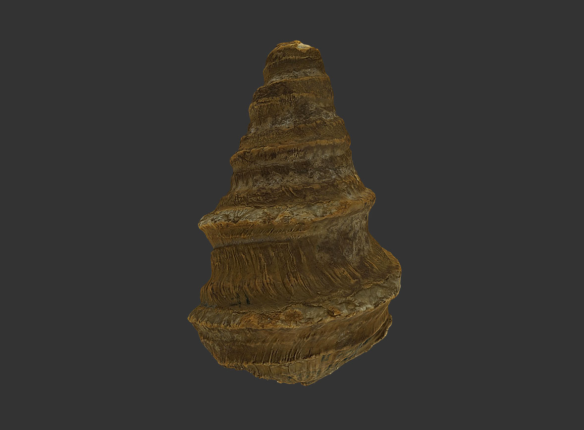 Gasterópodo Nerinea