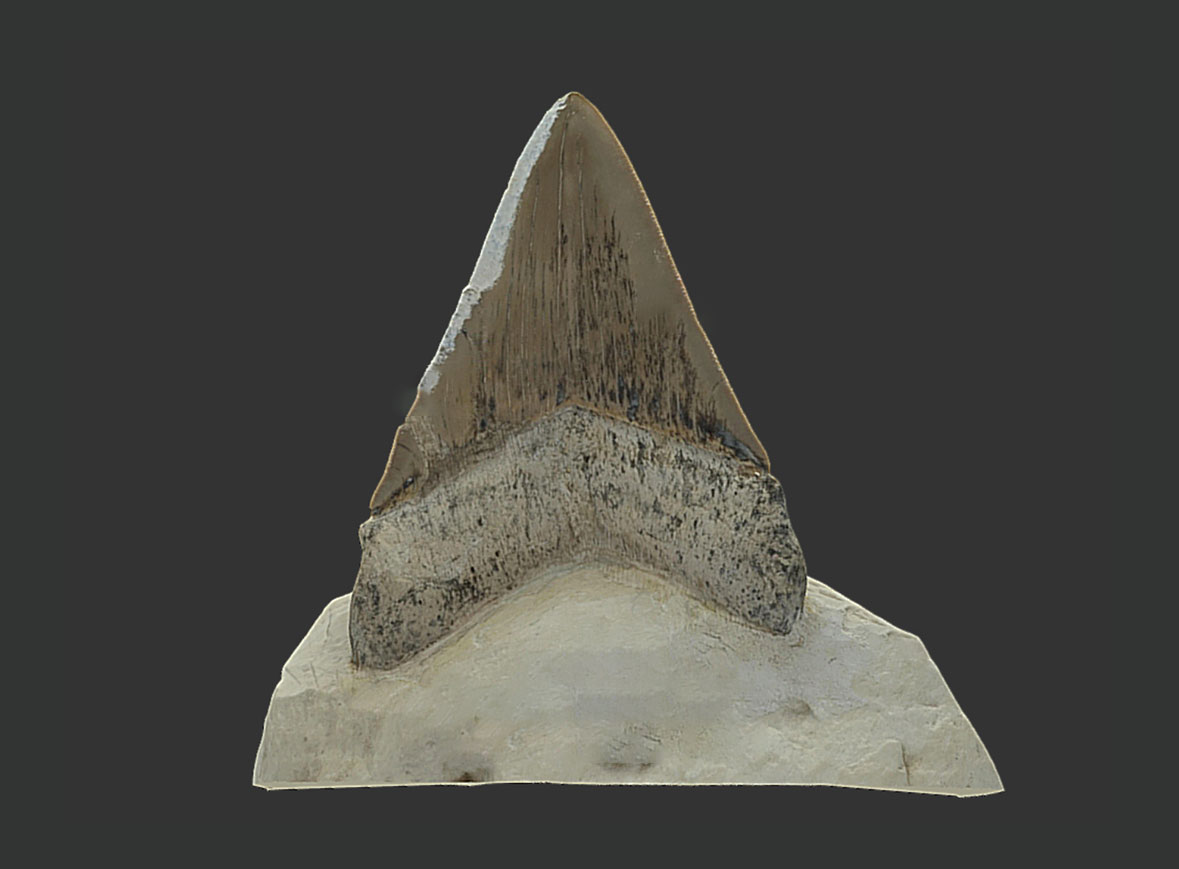 Diente de Megalodón