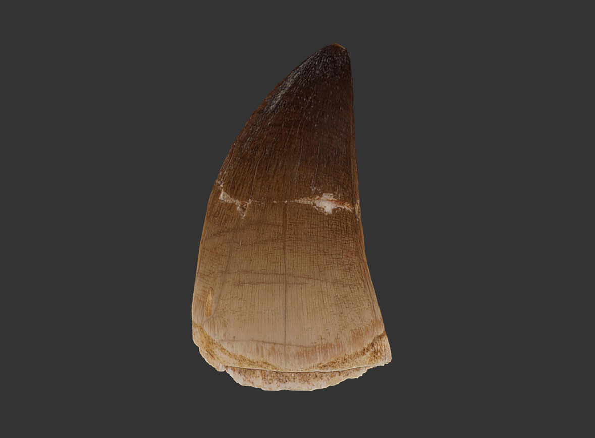 Diente de Mosasaurio 2