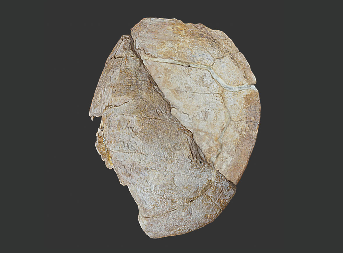 Hispaniachelys prebetica