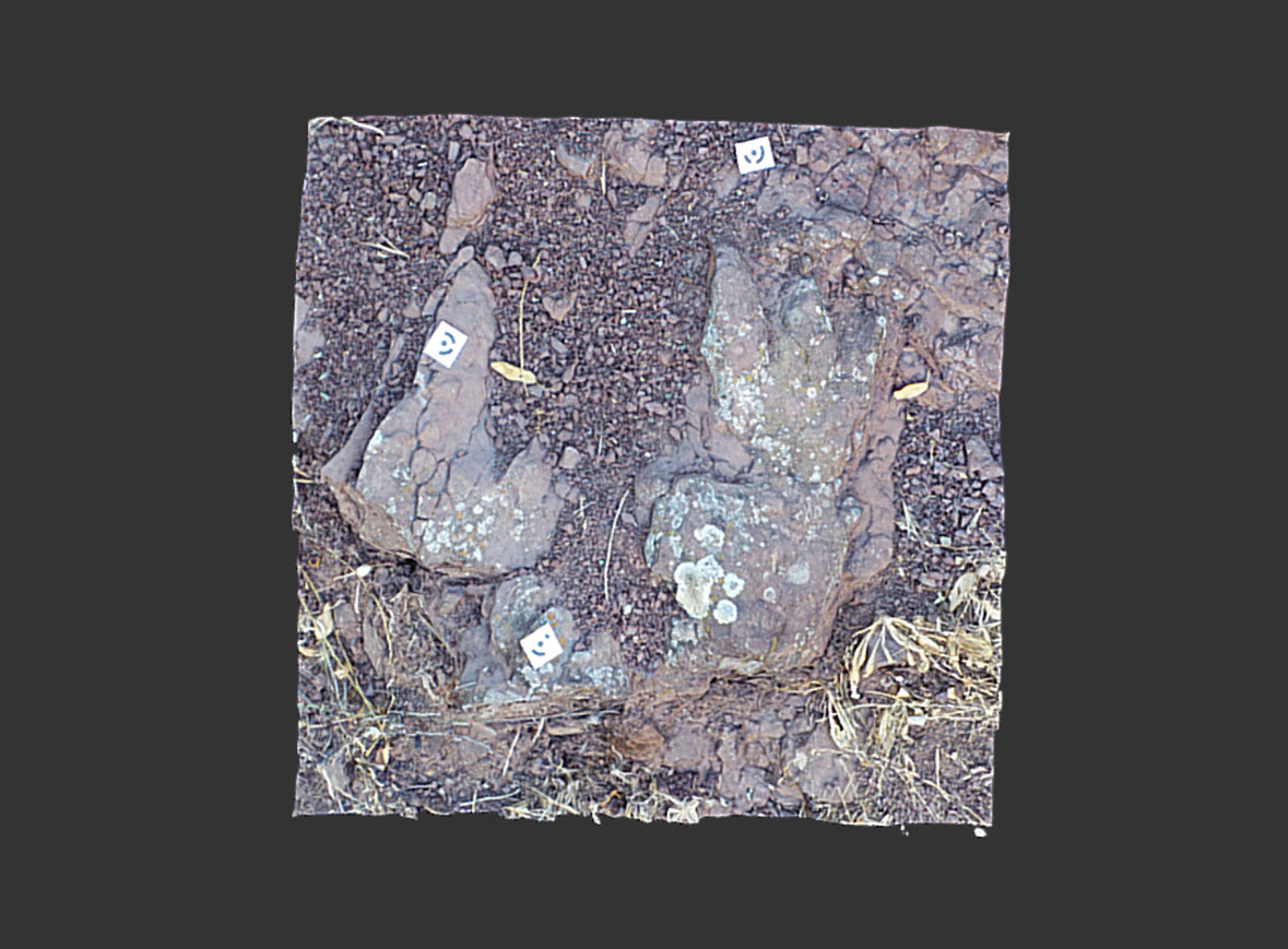 Huella fósil de reptil 2