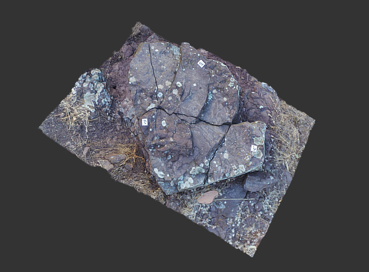 Huella fósil de reptil 3