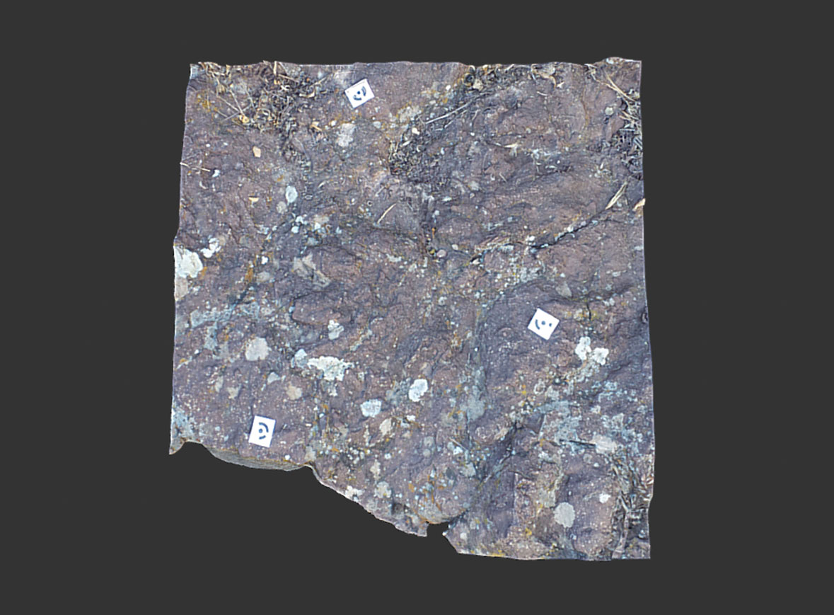 Huella fósil de reptil 1