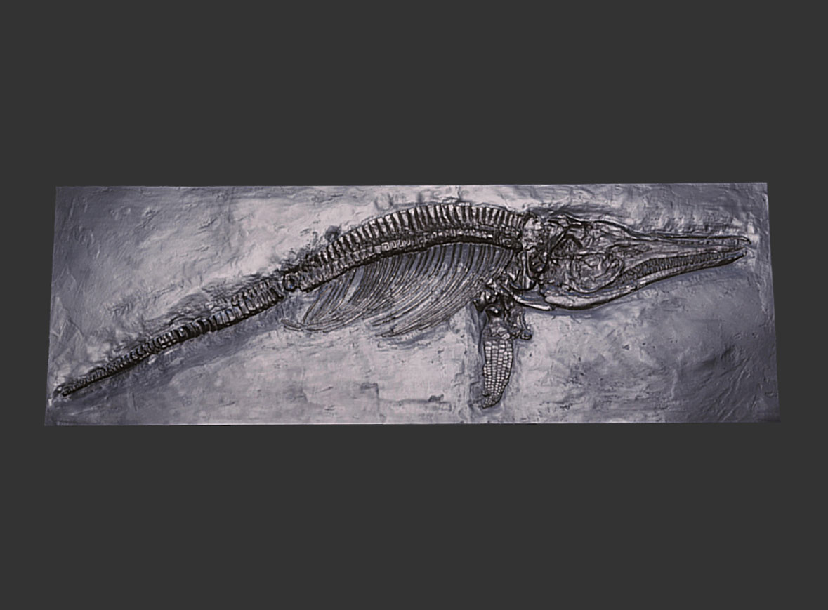 Ichthyosaurus communis