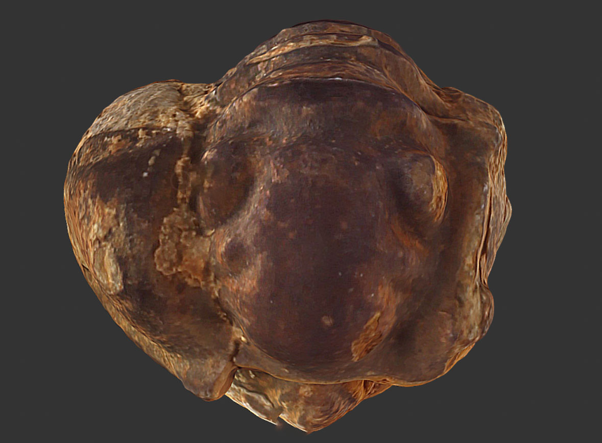 Trilobites Calymenidae