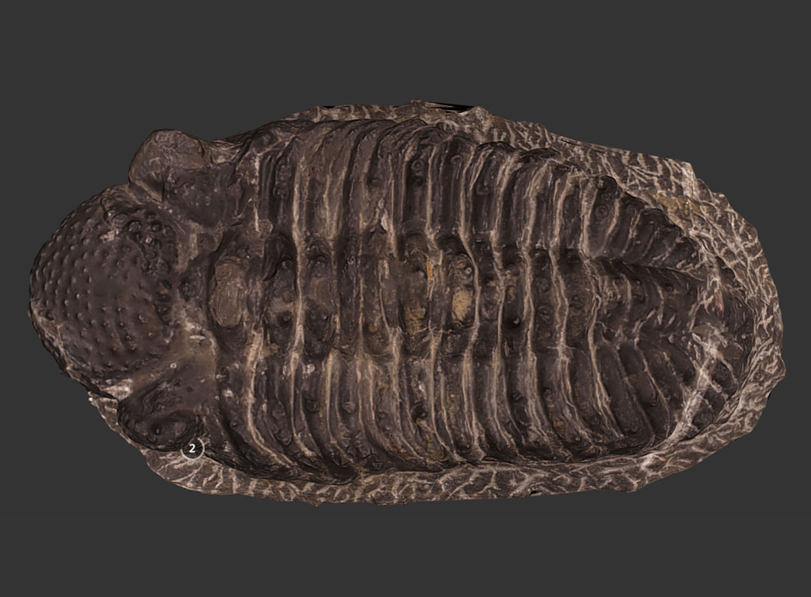Trilobites Phacops