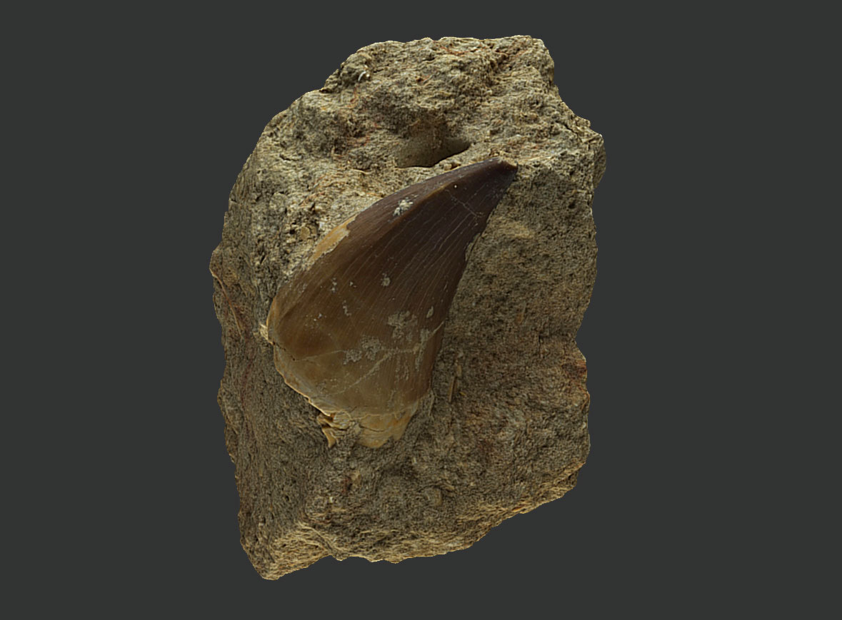 Diente de Mosasaurio