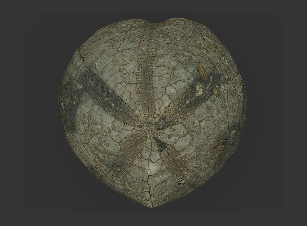 Micraster brevis (Cretácico superior)