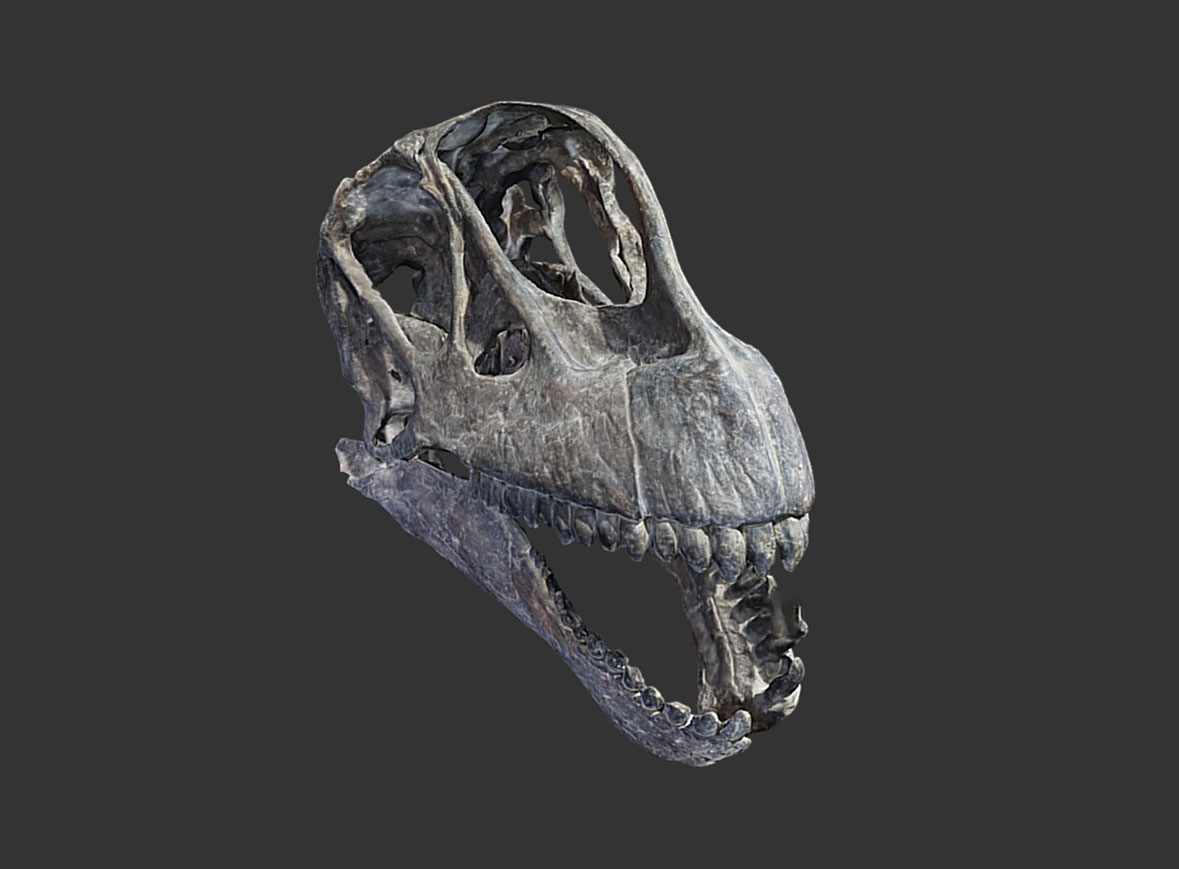 Camarasaurus lentus – Réplica