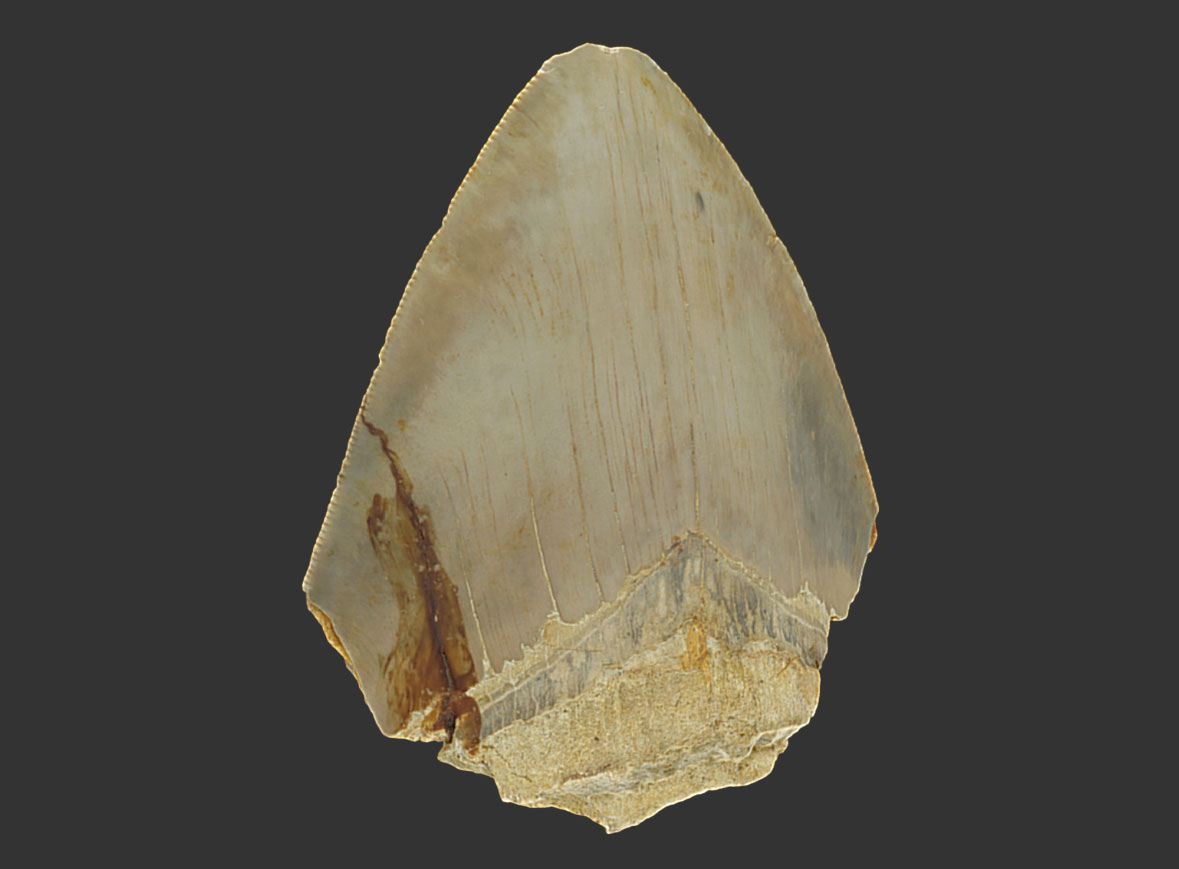 Corona de diente de megalodón (Mioceno)