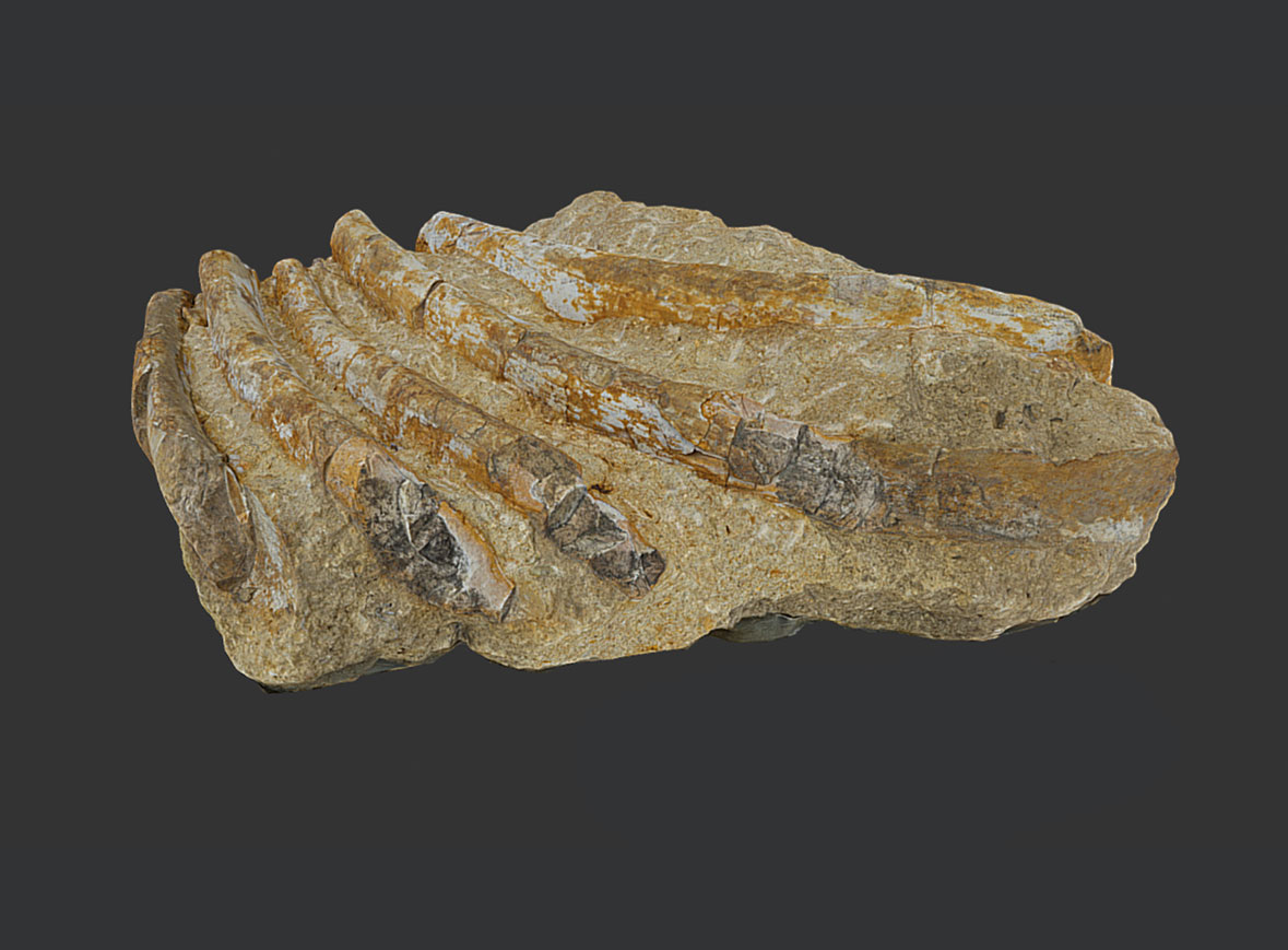 Costillas de «Metaxytherium» (Mioceno)