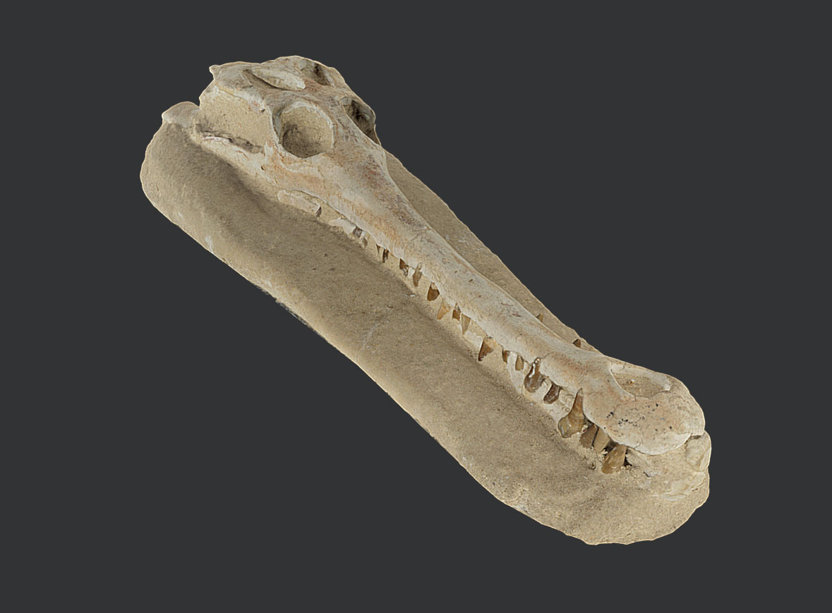 Cráneo de thalattosuquio (Cretácico)