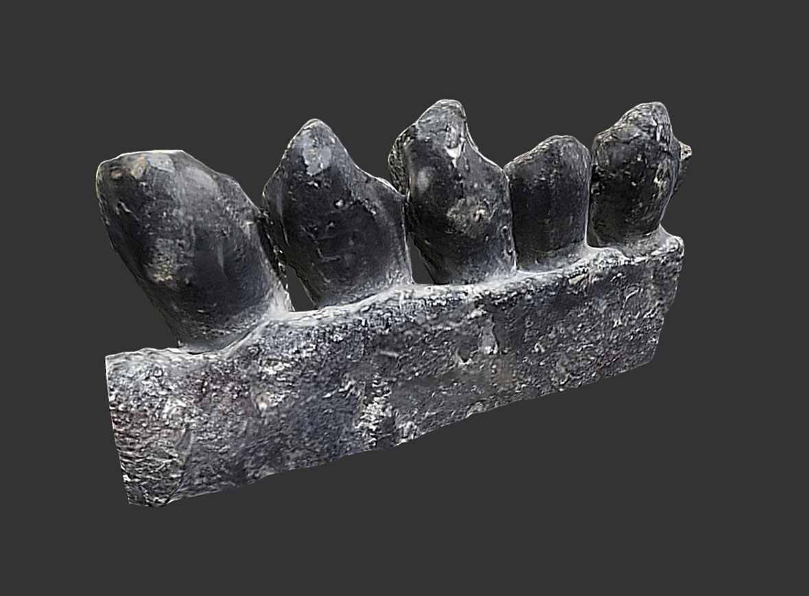 Dientes Camarasaurio