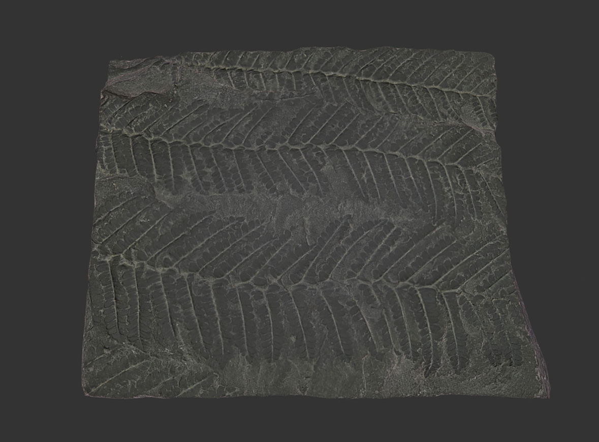 Helecho (Carbonífero)