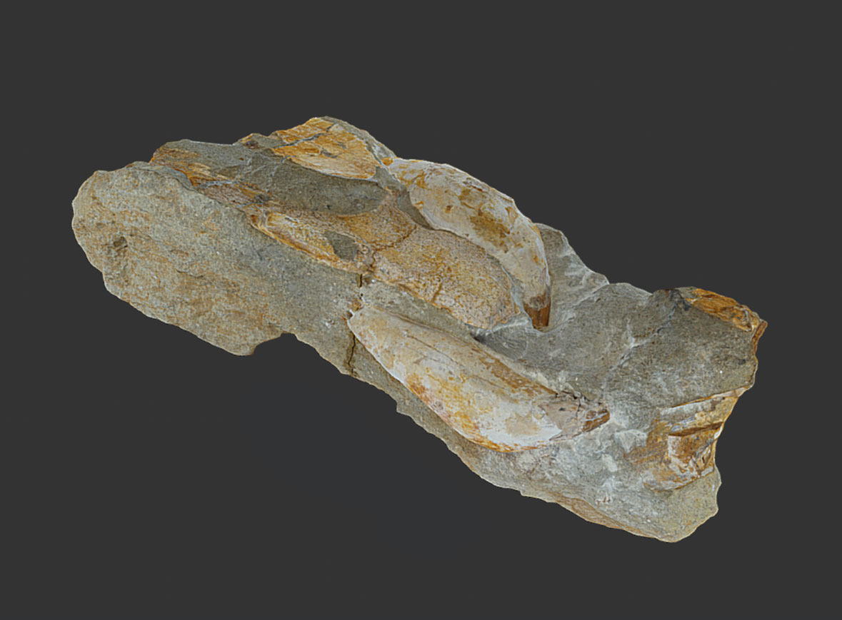 Mandíbula de ballena dentada (Mioceno)