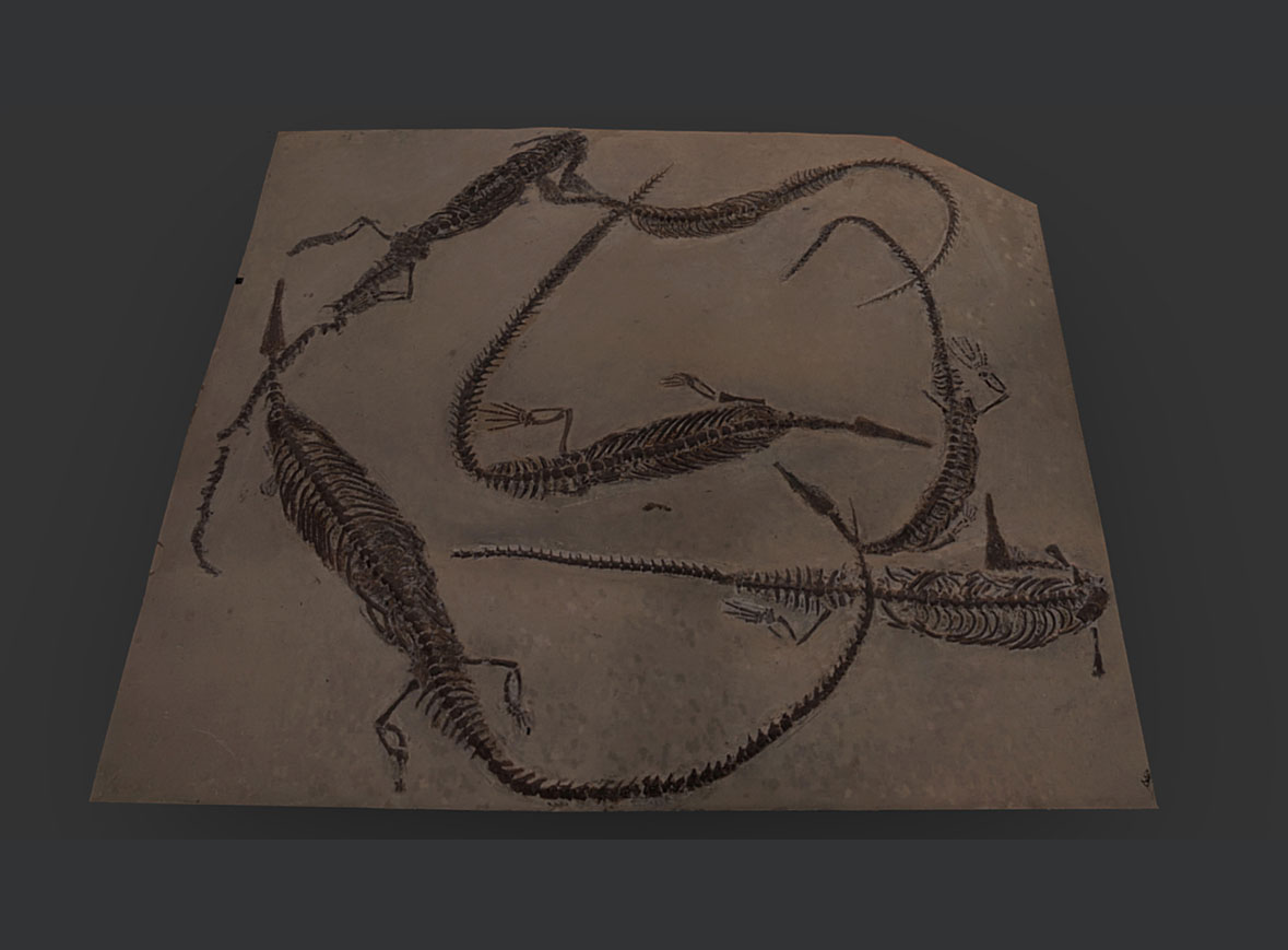 Mesosaurus (Pérmico)