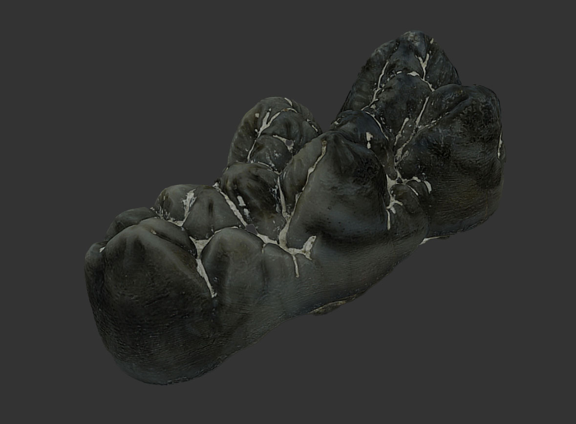 Molar «Hippopotamodon» (Mioceno)